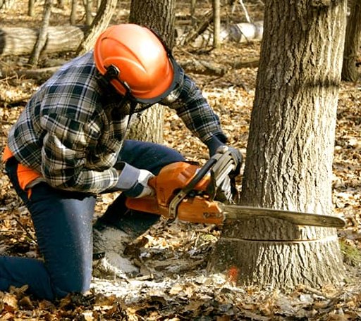 Tree Removal in Mendocino, CA